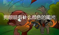 狗眼睛有什么顏色的圖片？狗眼睛什么顏色的