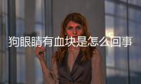狗眼睛有血塊是怎么回事兒(狗狗眼睛有血塊是怎么回事)
