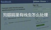 狗眼睛里有線蟲怎么處理(狗眼睛流淚怎么回事)