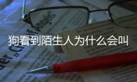 狗看到陌生人為什么會叫(狗為什么會對陌生人叫?)