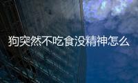狗突然不吃食沒精神怎么辦呢？狗突然不吃食沒精神怎么辦呀
