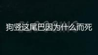 狗豎這尾巴因為什么而死？狗豎起尾巴是在說什么