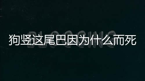 狗豎這尾巴因為什么而死？狗豎起尾巴是在說什么