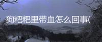 狗粑粑里帶血怎么回事(狗狗粑粑里面有血是怎么回事)