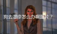 狗去濕疹怎么辦啊圖片？狗濕疹怎么弄