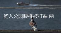 狗入公園腰椎被打裂 兩條下肢和尾巴都無(wú)法動(dòng)彈