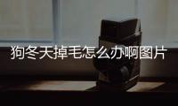 狗冬天掉毛怎么辦啊圖片？冬天狗狗掉毛怎么辦