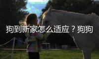 狗到新家怎么適應(yīng)？狗狗到新家怎么喂食
