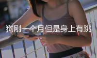 狗剛一個月但是身上有跳蚤怎么辦啊(一個月幼犬身上會有跳蚤嗎)