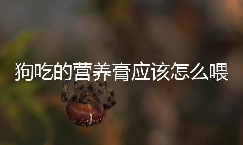 狗吃的營養膏應該怎么喂呢？狗吃的營養膏管用嗎