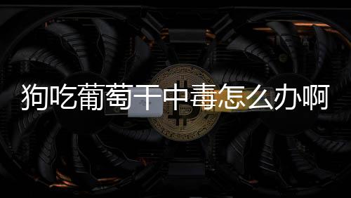 狗吃葡萄干中毒怎么辦啊？狗吃葡萄干后如何急救