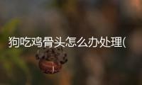 狗吃雞骨頭怎么辦處理(狗吃雞骨頭拉血還能活嗎)