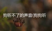 狗聽不了的聲音(狗狗聽不到聲音怎么辦)