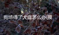 狗場得了犬瘟怎么辦(摸了有犬瘟的狗怎么辦)