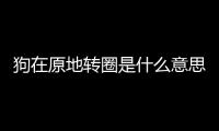 狗在原地轉(zhuǎn)圈是什么意思(狗轉(zhuǎn)圈跑是什么意思)