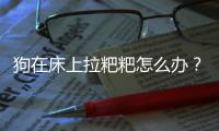 狗在床上拉粑粑怎么辦？狗在床上拉屎有霉運嘛