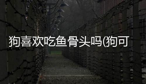 狗喜歡吃魚骨頭嗎(狗可以吃魚骨頭嗎)