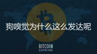 狗嗅覺(jué)為什么這么發(fā)達(dá)呢？狗為什么嗅覺(jué)和人不一樣