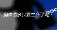 狗體溫多少要生產(chǎn)了呢？狗崽子體溫多少