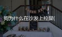 狗為什么在沙發(fā)上拉屎(狗為什么刨沙發(fā))