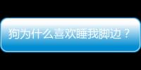 狗為什么喜歡睡我腳邊？狗為什么喜歡睡主人腳旁邊