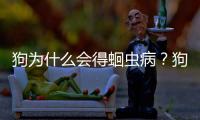 狗為什么會得蛔蟲病？狗狗為什么會得蛔蟲病