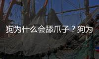 狗為什么會舔爪子？狗為什么舔爪子的原因