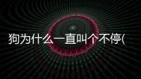 狗為什么一直叫個不停(小奶狗為什么一直叫)