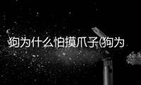 狗為什么怕摸爪子(狗為什么怕摸尾巴)