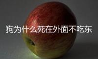 狗為什么死在外面不吃東西？狗為什么死在外面不會臭