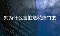 狗為什么害怕煙花爆竹的聲音呢？狗為什么怕鞭炮的聲音