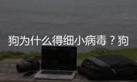 狗為什么得細小病毒？狗為什么得細小翻腸