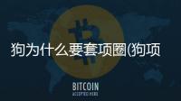 狗為什么要套項圈(狗項圈為什么帶刺的)