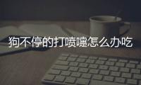 狗不停的打噴嚏怎么辦吃什么藥？狗狗不停打噴嚏怎么辦