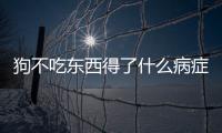 狗不吃東西得了什么病癥？狗不吃飯得了什么病
