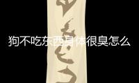 狗不吃東西身體很臭怎么辦呢(狗不吃東西身體很臭怎么辦吃什么藥)