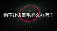 狗不讓拔耳毛怎么辦呢？狗不讓拔耳毛怎么辦呀