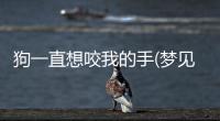 狗一直想咬我的手(夢見泰迪狗咬我的手)