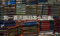 狗一直流眼淚怎么回事(狗一只眼睛流眼淚是什么原因引起的)