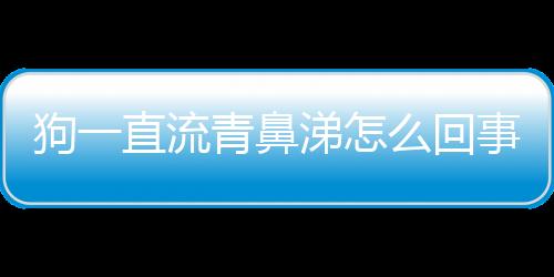 狗一直流青鼻涕怎么回事兒？狗狗一直流青鼻涕