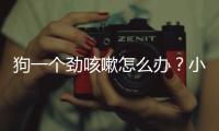 狗一個勁咳嗽怎么辦？小狗一只咔咔咳嗽