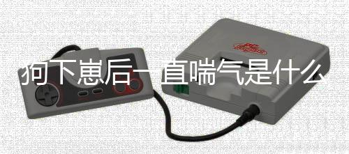 狗下崽后一直喘氣是什么原因(狗下崽后要注意什么)