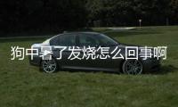 狗中暑了發燒怎么回事啊？狗中暑發燒怎么辦