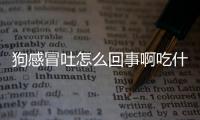 狗感冒吐怎么回事啊吃什么藥？狗狗感冒嘔吐會(huì)自愈嗎