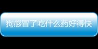 狗感冒了吃什么藥好得快點？狗感冒吃什么藥最好的選擇