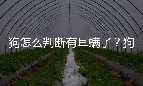狗怎么判斷有耳螨了？狗怎么判斷耳螨好了