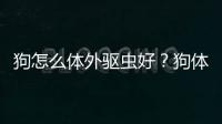 狗怎么體外驅蟲好？狗體外驅蟲什么藥效果好
