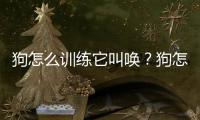 狗怎么訓(xùn)練它叫喚？狗怎么訓(xùn)練它叫聲