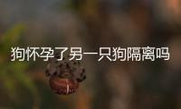 狗懷孕了另一只狗隔離嗎(家里狗狗懷孕了媳婦也懷孕了)