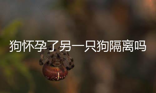 狗懷孕了另一只狗隔離嗎(家里狗狗懷孕了媳婦也懷孕了)